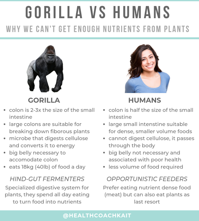 What is the Best Dietary Pattern for Humans?