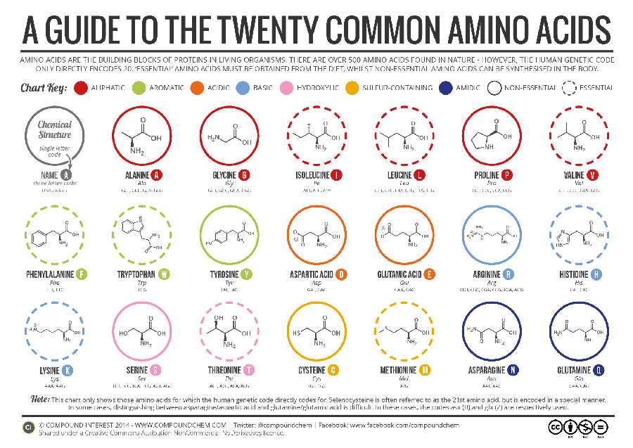 Amino Acids