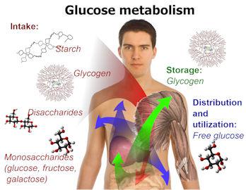 Metabolism