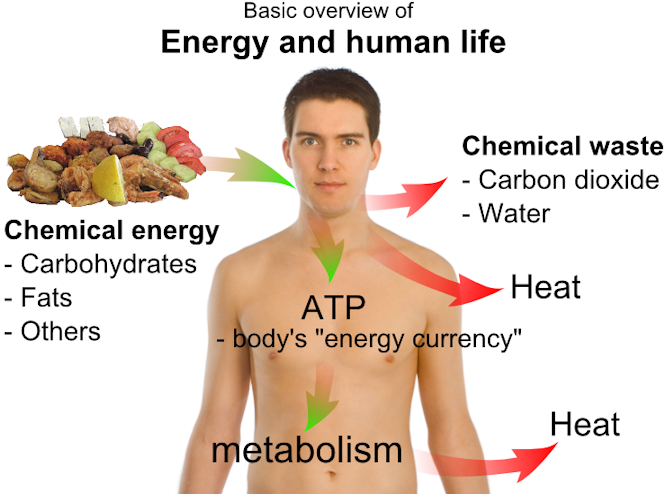 Metabolism